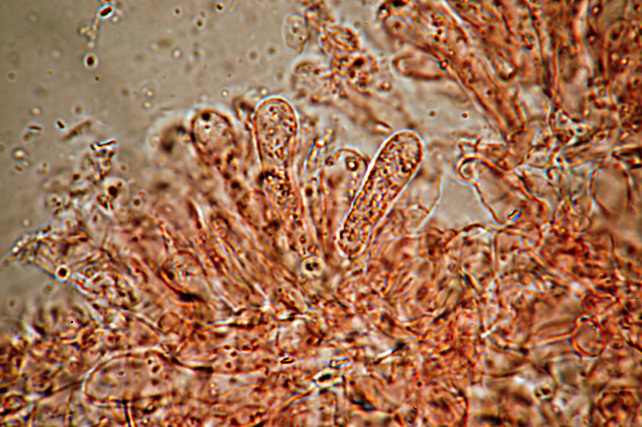 Mycenella sp. e nuove prove di microfotografia